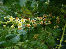 Load image into Gallery viewer, Boswellia (Frankincense)
