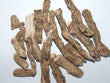 Calamus Root