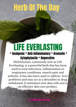 Load image into Gallery viewer, Life Everlasting (Helichrysum)
