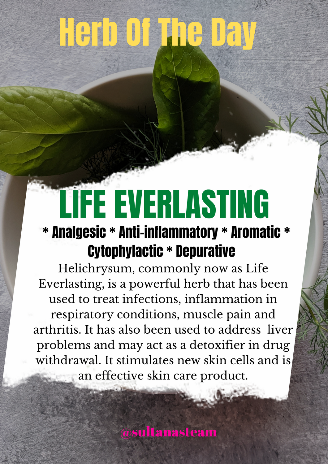 Life Everlasting (Helichrysum)