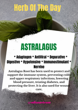 Load image into Gallery viewer, Astralagus Root
