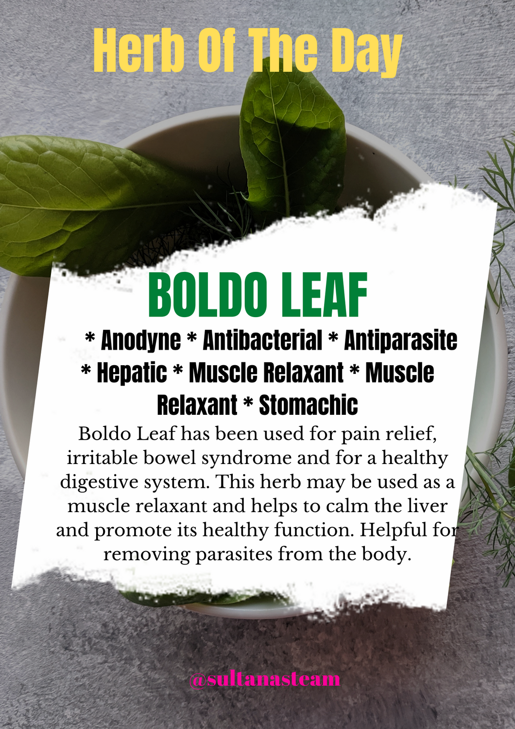 Boldo Leaf